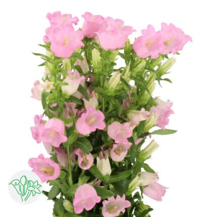 Campanula Champion Pink holl