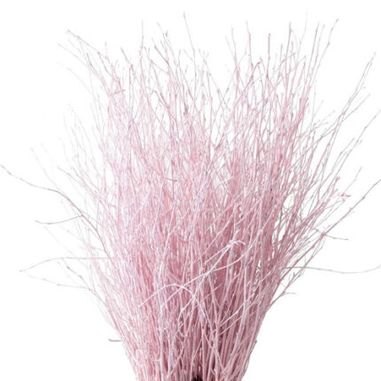 Betula Pendula Light Pink holl