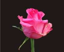 Rose Topaz 40cm florisma