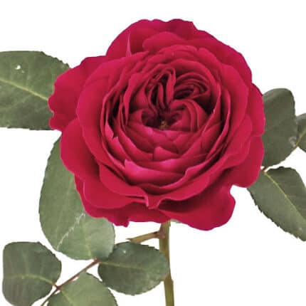 Rose Darcy holex(12st)