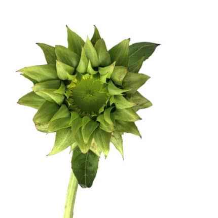 Sunflower Sunfill Green mellan