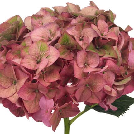 Hydrangea Rodeo Antique marsal