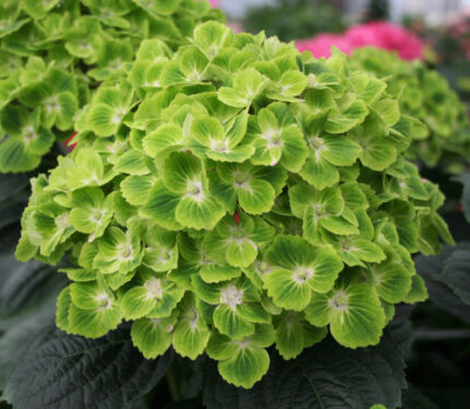 Hydrangea GreenCloud chile (STEM)