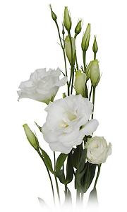 LISSY white rio xtra