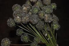 SCABIOSA pods regional