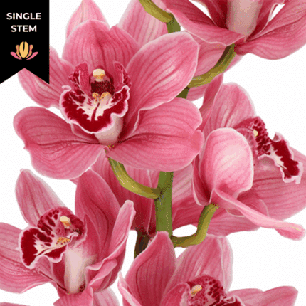 Cymbidium Monica holl(STEM)