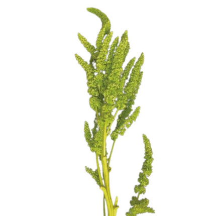 Amaranthus Green Upright 70cm - AM GRE UPR