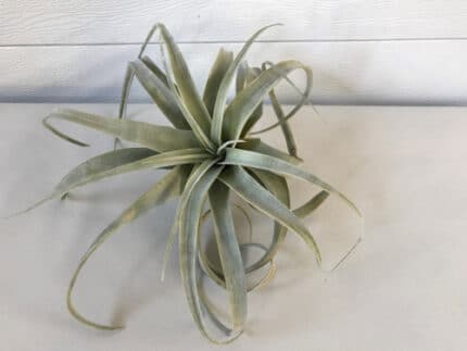 XEROGRAPHIC AIR PLANTS