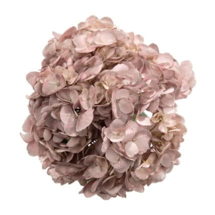 Hydrangea Spectrum Rosewood ho