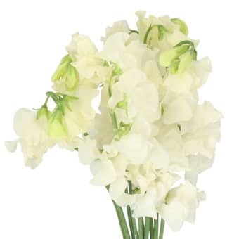 Sweet Pea Stella holex