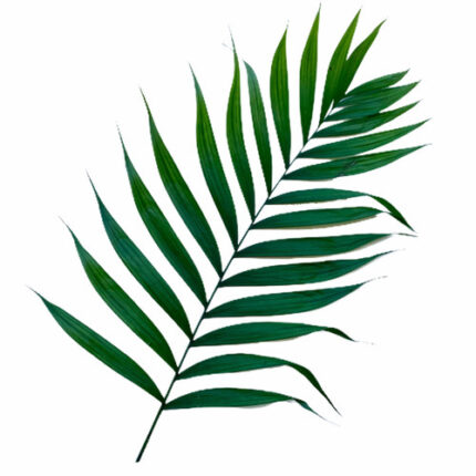 Emerald large foliage x30