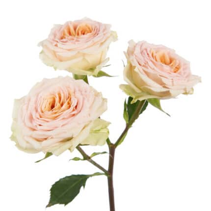 Rose Garden Spray Rosanella 60