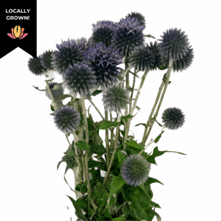 Echinops local