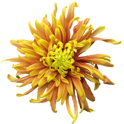 dfd04453-5fda-4cc9-b21c-845cf1ee6ef4.jpg Mum Disbud Sei Rewind gdns - Image 1