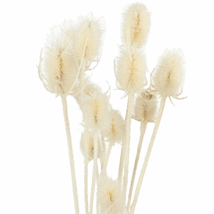 Dried Cardo Bleached holl