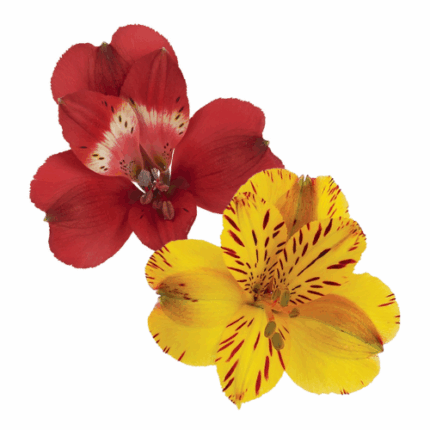 Alstro Red&Yellow Mix