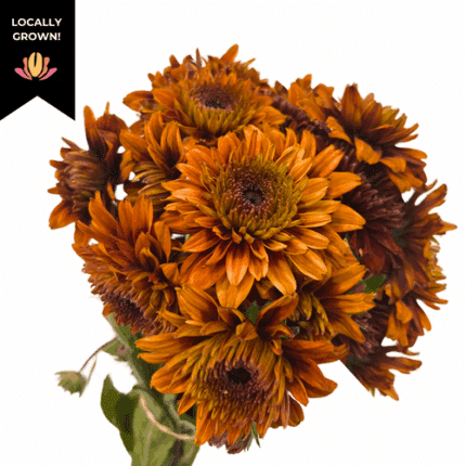 Rudbeckia Cherokee Sunset cram