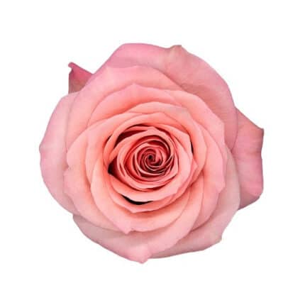 Rose Nirvana 80cm naranjo