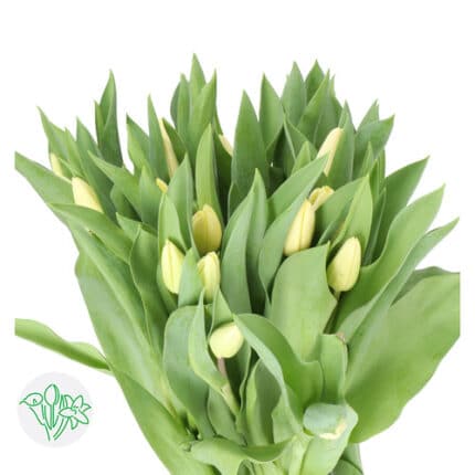 Tulip Fun For Two holl - T FUN FOR TWO