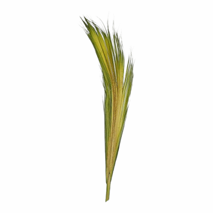 Palm Crown bud