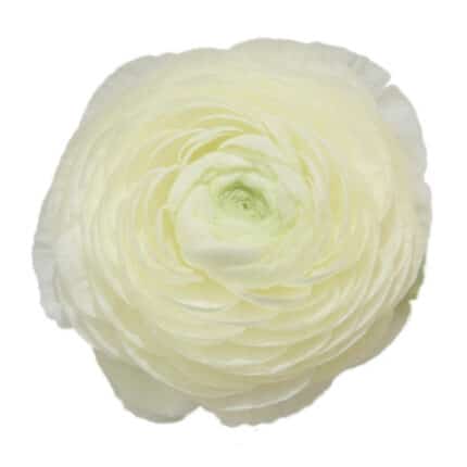 Ranunculus White holl.