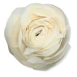 Ranunculus Clooney Blush crame - Image 2