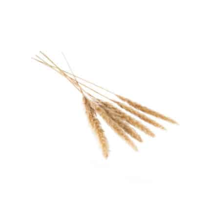 Pampas Grass 25.5"-28" Tan-