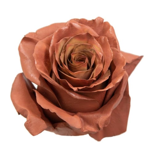 e09b47c0-1c7e-4bbb-a496-c04f291d1715.jpg Rose Coffee Mocca aquarose - Image 1