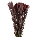 Leuca. Safari Sunset 60cm holex