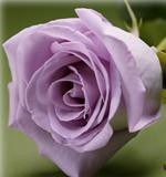 ALLURE 60 rio(lavender)