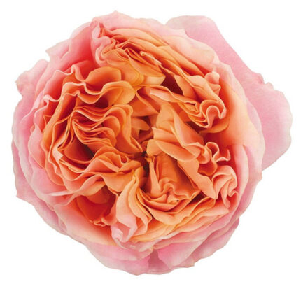 Garden Rose Loves Me (12 stm)