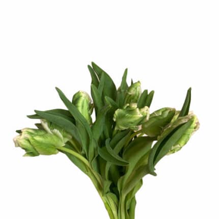 Tulip Parrot WinterParrot holl