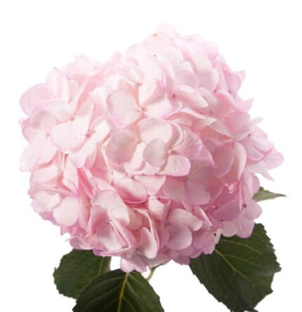 Hydrangea Lt Pink rfi(STEM)