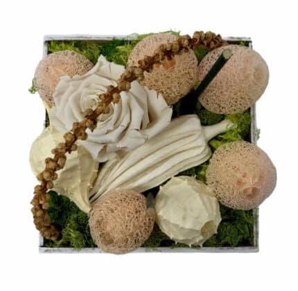 Eternal Dried Peach box holex
