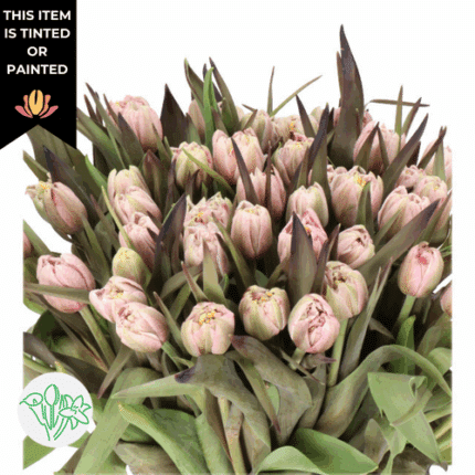 Tulip Dbl Brownies holl