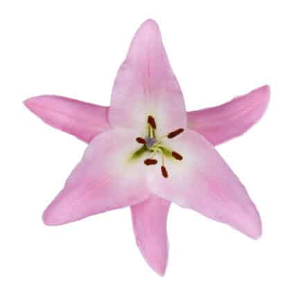 Lily OrientalTrumpetTable fres