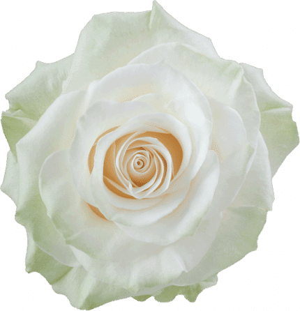 Rose Mondial 60cm toscana