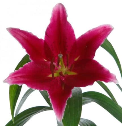 Lily Red Eyes o.b 3 bl