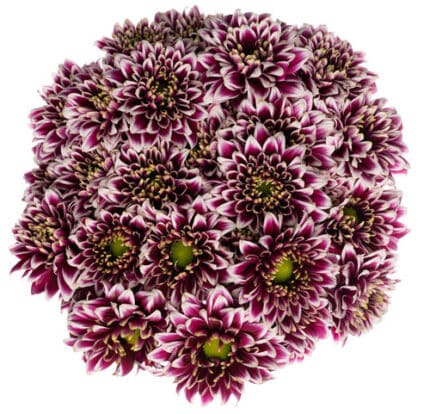 Pom Daisy Amethyst sole