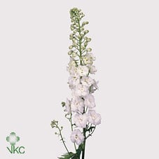Delph White Hybrid miaflora