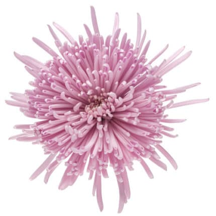 Mum Delistar Lavender cont
