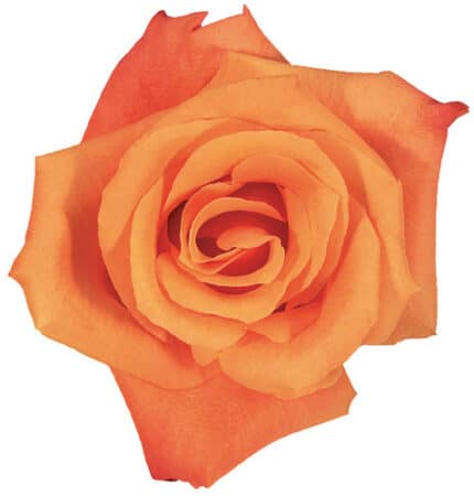 Rose Orange Unique 40cm rfi