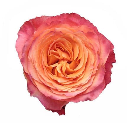 Rose High&Intenzz 50/60 rprima