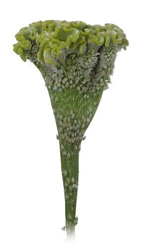 Coxcomb Green superbig mccreig