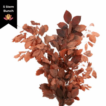 Dried Copperbeach Brown arlott