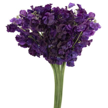 SweetPea Purple Japan holex