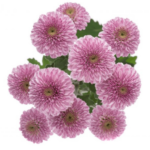 e17dfd8a-3df0-4bef-a7ca-a164e7690e06.png Pom Button Lav Delirock sole - Image 1