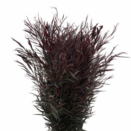 Agonis mellano
