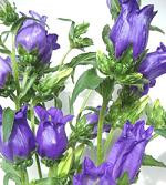 Campanula purple esmer(5)