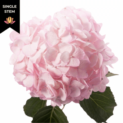 Hydrangea Pink rfi(STEM)
